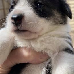 Pembroke Welsh Corgis from Crossfires Corgis