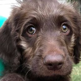 Labradoodle Puppies from Kneesbutte Doodles