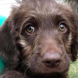 Labradoodle Puppies from Kneesbutte Doodles