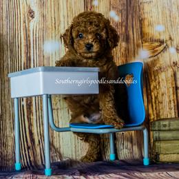 Poodle Puppies from Southern Girls Poodles