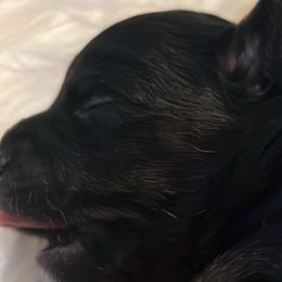 Chihuahuas from Alyce’s Angels