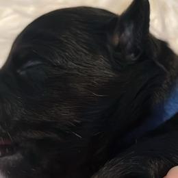 Chihuahuas from Alyce’s Angels