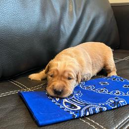 Blue - Golden male Golden Retriever puppy in Lake City, Minnesota from Windcliff Goldens