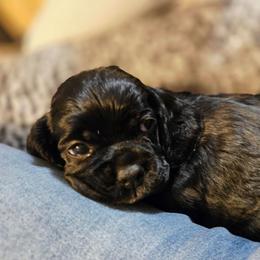 Mavis - Black female Cocker Spaniel puppy in Marshfield, Wisconsin from Gingerale Cockers and Cockapoos