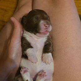 Chocolate pie - Piebald female Dachshund puppy in West Plains, Missouri from Spring Creek Dachshunds