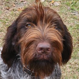 Tillie - Wirehaired Pointing Griffon