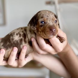 Dash - Dapple Dachshund puppy in Fitzgerald, Georgia from Brooke Haven Dachshunds