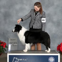 Finch - Border Collie