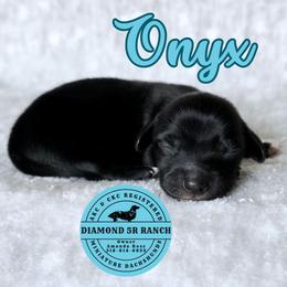 ONYX - Black male Dachshund puppy in Columbia, Louisiana from Diamond 5R Ranch AKC & CKC Miniature Dachshunds