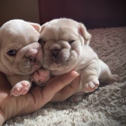 French Bulldog Puppies from Top Hat Ranch