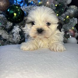 Franky - Tricolor male Shih Tzu puppy in Mountain Grove, Missouri from Happy Hounds and More🐾
