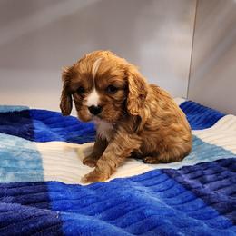 AKC BLAZE - Ruby male Cavalier King Charles Spaniel puppy in Joplin, Missouri, Missouri from HOL-A-DA CAVALIERS