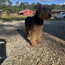 Tuck - Welsh Terrier