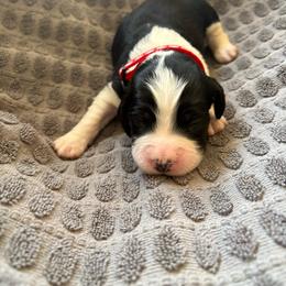 Ember - Black and white female English Springer Spaniel puppy in St Johnsbury, Vermont from Paradise Valley Springers