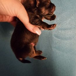 Pomeranian Puppies from Moon Howlers Pomeranians