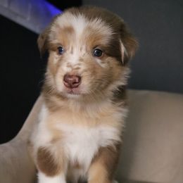 Australian Shepherd Puppies from Kiki's Aussies