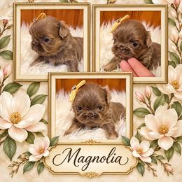 Magnolia - Lilac female Shih Tzu puppy in Connersville, Indiana from Sugar and Spice Shihtzus