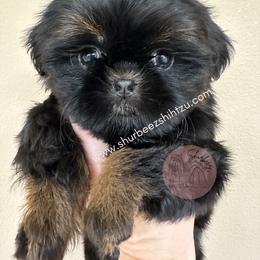 Shih Tzu Puppies from Shurbeez Shih Tzu