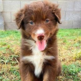 Chevy - Red tri-color Australian Shepherd puppy in Glendale, Arizona from Kerr Aussies