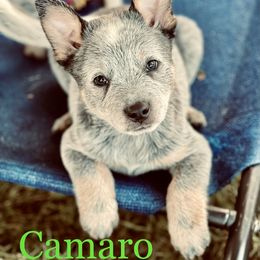 Australian Cattle Dog Puppies from Tin Roof Australian Cattle Dogs