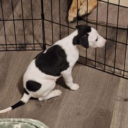 Boy 4 - White and black Whippet puppy in Michigan from Clarriott Whippets