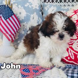 John - Brindle and white male Shih Tzu puppy in Jasper, Georgia from Tiny Bubbles Shih Tzus