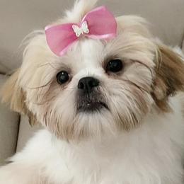 Shih Tzus from Miry’s Kennels