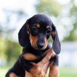 Piplup - Black and tan female Dachshund puppy in Tampa, Florida from EntityDachs
