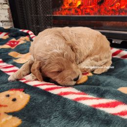 Buddy (the Elf) - Apricot male Goldendoodle puppy in Pennsylvania from Pennsylvanian Puppies
