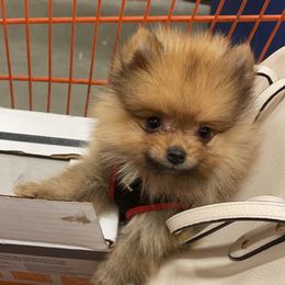 Pomeranian and Shih Tzu Puppies from GA Designer Puppies