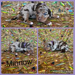 Minnow - Red merle female Catahoula Leopard Dog puppy in Forbes, Minnesota from North Country Catahoulas