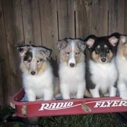 Collie and Yorkshire Terrier Puppies from Jolly Collies & Kingdom Elite Yorkshire Terriers