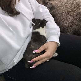 Boston Terrier Puppies from Christina's Boston Terriers
