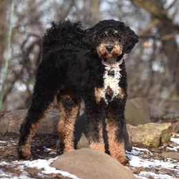 Frankie - Bernedoodle