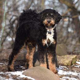 Frankie - Bernedoodle