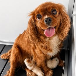 Cavapoo puppies from Haaspawz