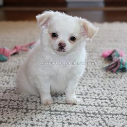 Roderick - Cream and white male Chihuahua puppy in Wakarusa, Indiana from My Fuzzy Chihuahuas