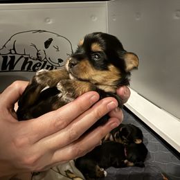 Belle - Black and gold female Yorkshire Terrier puppy in Prescott Valley, Arizona from Bragg’s Yorkies