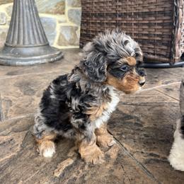 Lulu - Blue merle female Bernedoodle puppy in Holtwood, Pennsylvania from Country Ridge Puppies