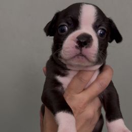 Remy - Black and white male Boston Terrier puppy in Pahrump, Nevada from Lujan Ranch