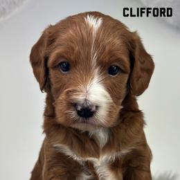 Boy 1-Mini - Red  male Goldendoodle puppy in Milford, Indiana from Railway Acres Kennel