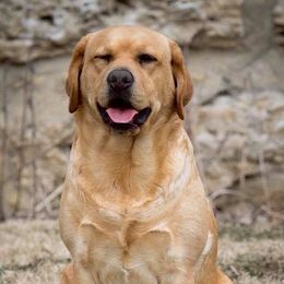 Golden Retrievers and Labrador Retrievers from Iron Hill Retrievers