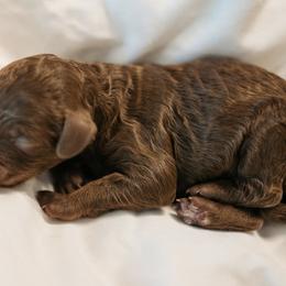 Cavapoo Puppies from Curly Q Cavapoos