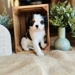 Cavalier King Charles Spaniel puppies from Phoenix Farm