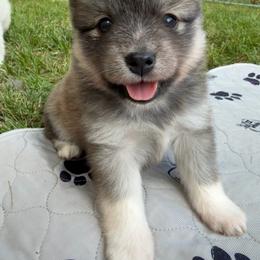 Annie Oakley - Red and white female Pomsky puppy in Blue Earth, Minnesota from Blue Sky Pomsky