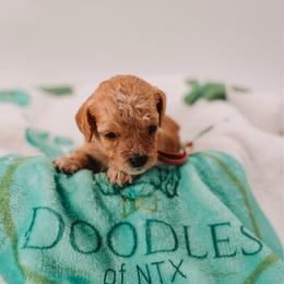 Light Pink - Apricot female Cavapoo puppy in Mckinney, Texas from Doodles of North Tx