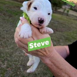 Steve - Parti male Goldendoodle puppy in Harlem, Georgia from Ivey's Poodles & Doodles