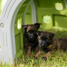 Trace - Mahogany and black female Belgian Tervuren puppy in Sanford, North Carolina from Golden Wind