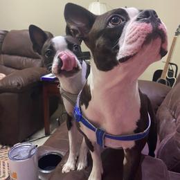 Boston Terrier Puppies from I Love Pups