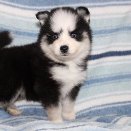 Bandit - Black and white male Pomsky puppy in Centerville, Iowa from LJ Kennels Pomskies, LLC